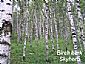 Birch bark Extract Betulin & Betulinic acid
